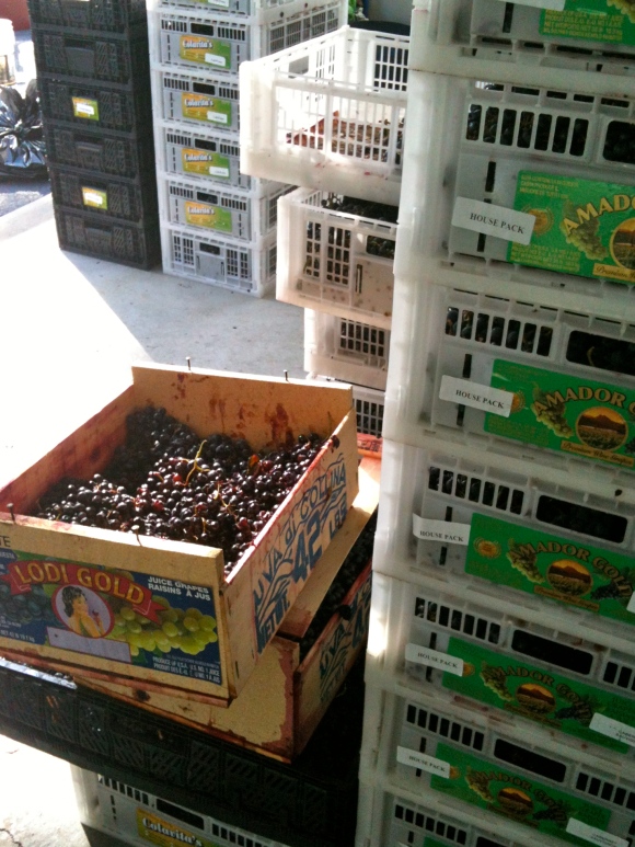 crates with red wine grapes